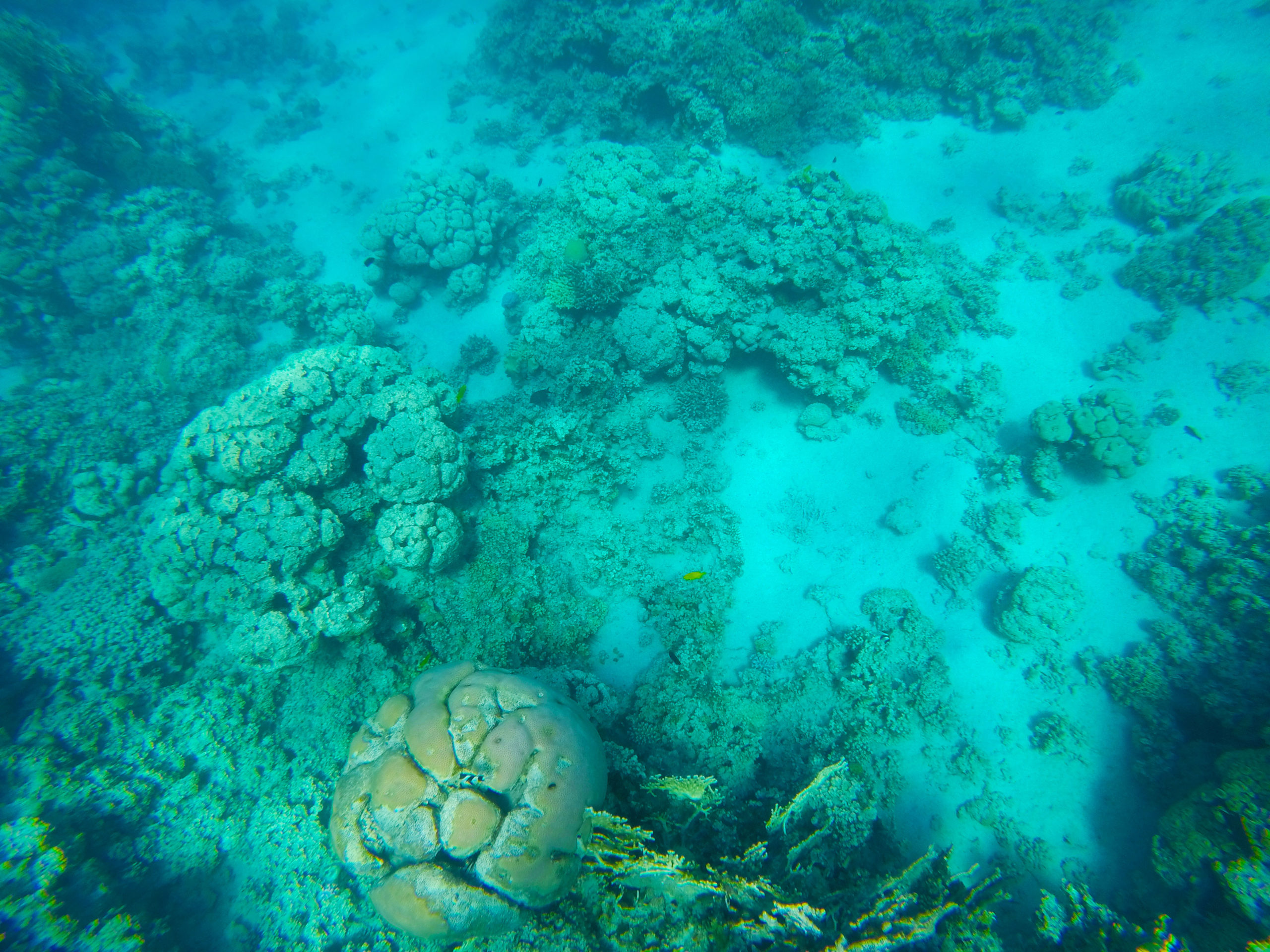 snorkeling-aqaba-mer-rouge-6