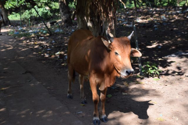 Pourquoi la vache est-elle sacrée en Inde ? - Mes yeux sur le monde