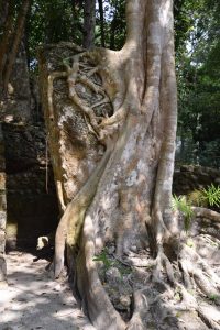 arbre-calakmul