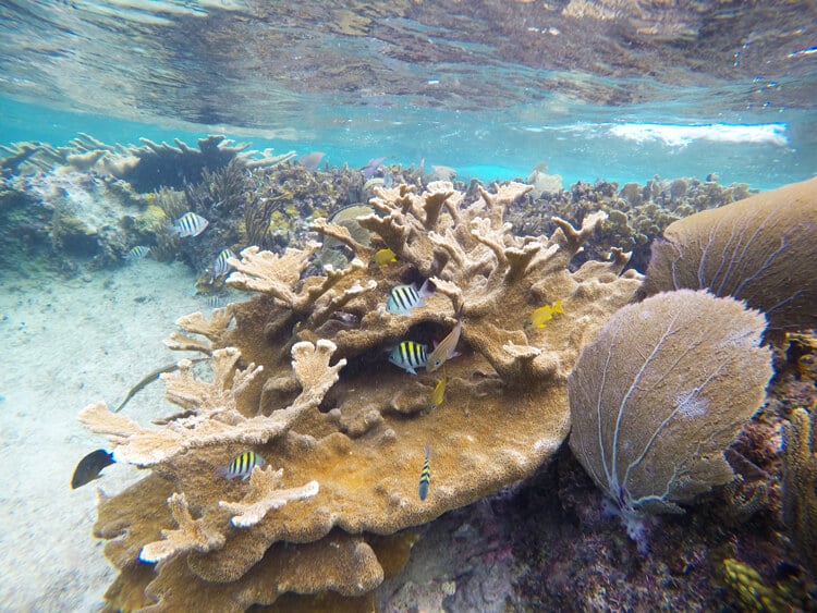 snorkeling isla cozumel