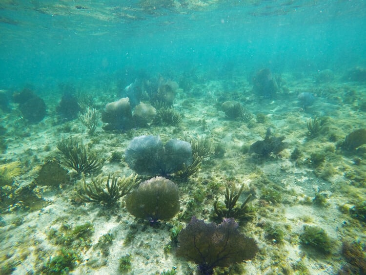 snorkelin-isla Cozumel