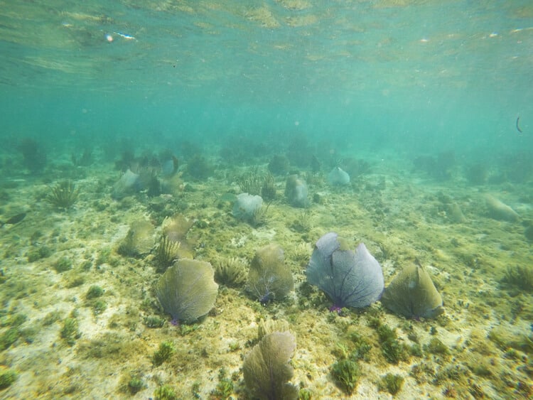 snorkeling isla Cozumel