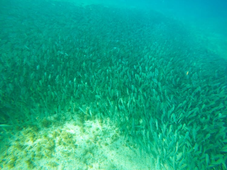 snorkeling isla Cozumel