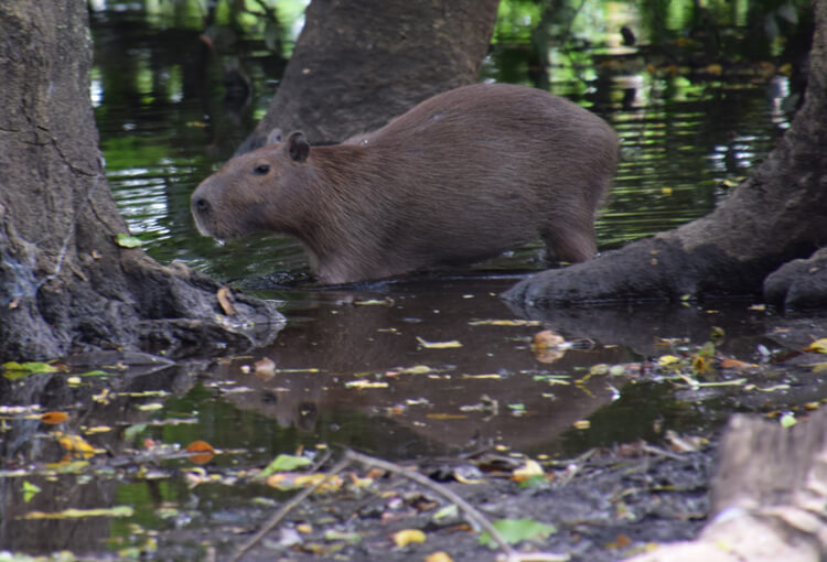 Parc national Madidi capybara