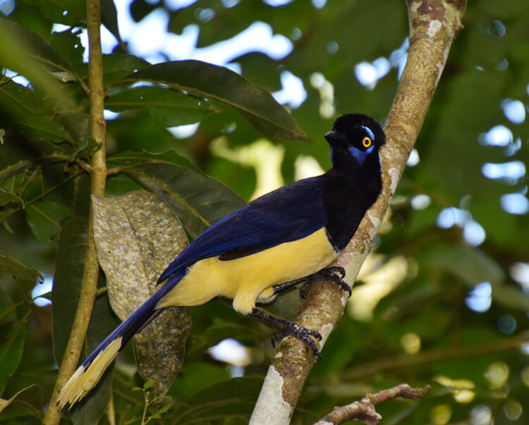 Oiseau Iguazu