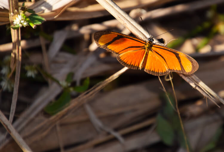 Papillon Iguazu