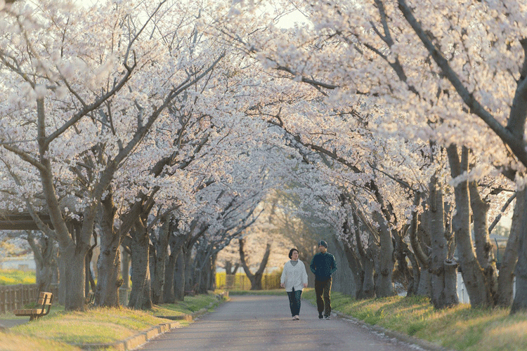 où partir en avril japon
