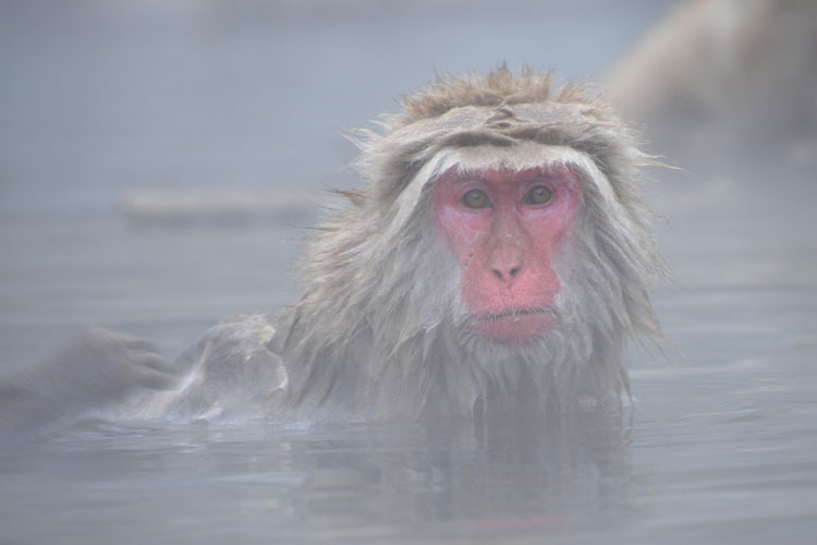 Japon macaque janvier